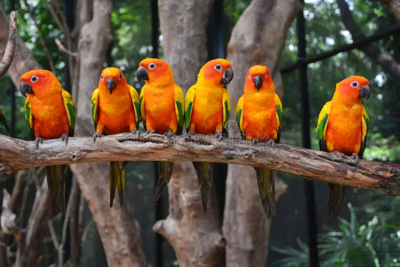 Conure Parrot Nesting with Head Exposed