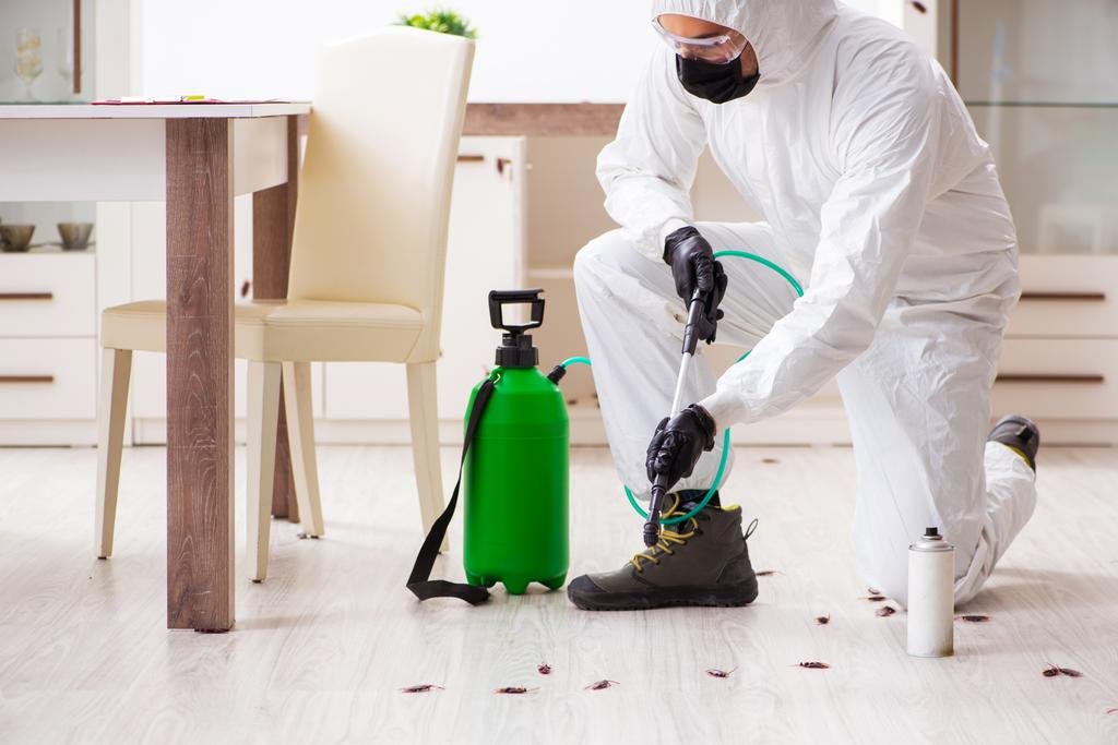 Top Rated Pest Control Services: Ensuring Effective Solutions for Your Home and Business